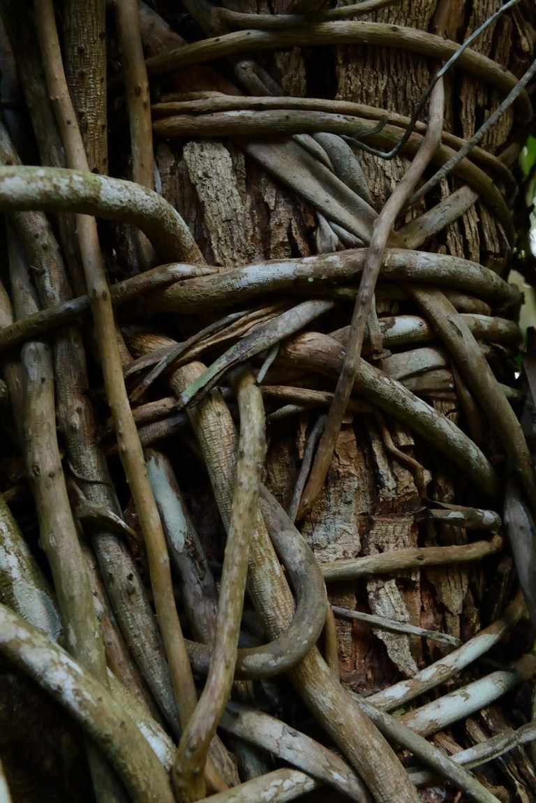 carlatabora_atados_tied