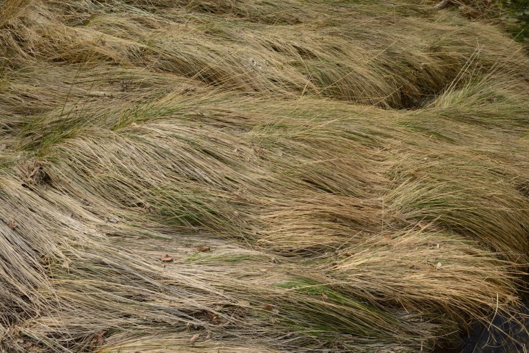 carlatabora_hidden_figure