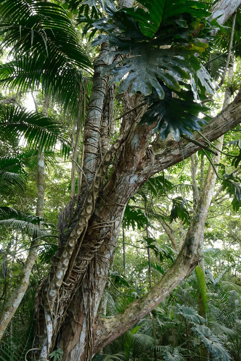 carlatabora_saudades